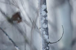 Spotted Aspen Trunk