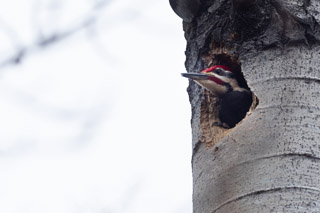 Nesting Pileated Woodpecker