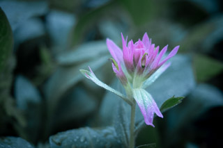 Pink Paintbrush