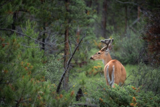 White Tail, Fuzzy Antlers