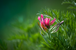 Paintbrush Under Anemone