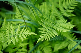 Ferns with Grass Compliments