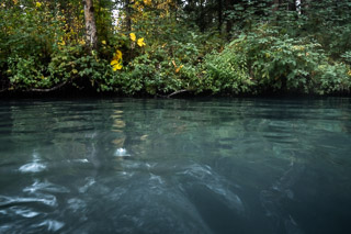 Green Pool Edge