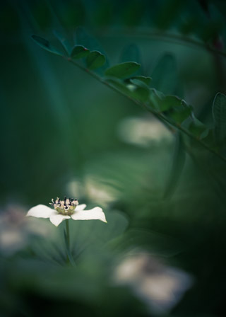 Bunchberry Under Vetch