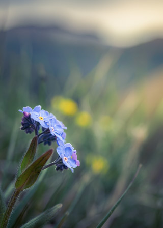 Forget-Me-Not With a View