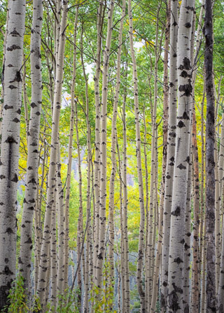Early Fall Poplar Trunks II
