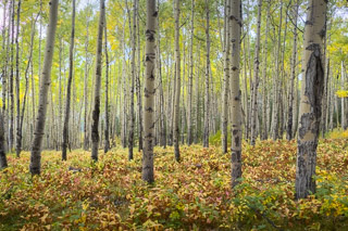 Sparse Understory