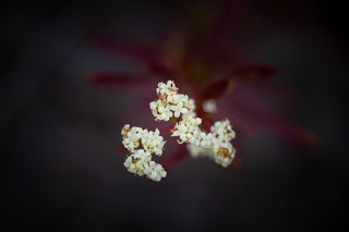 Northern Bedstraw