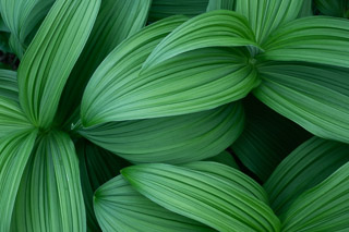 Corn Lily Cover