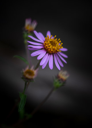 Aster Portrait