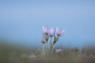 Crocus Boquet