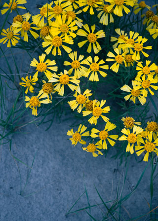 Badlands and Bitterweed