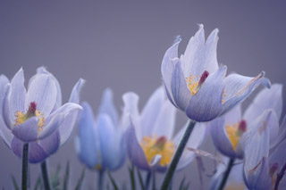 The Colour of Crocuses