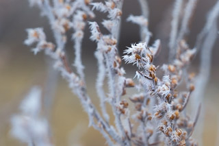A Winter Kind of Growth