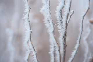 Needles of Cold