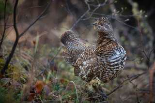 Ruffled Spruce Grouse