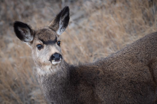 Deer Camoflage