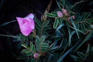 Evening Wild Rose