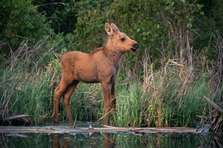 Moose Calf Before Bedtime