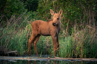 Baby Moose Posing