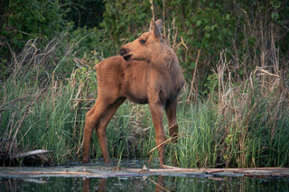 Calf Looking Over the Shoulder
