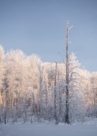 Sunrise After a Frosty Night