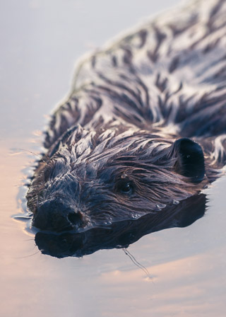 Wary Stillness