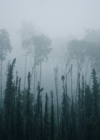 Boreal Fog