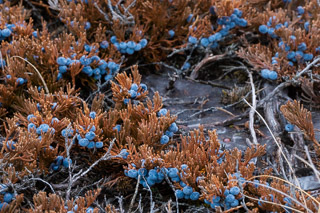 Creeping Juniper Crop
