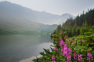 Fireweed by Manzer Lake