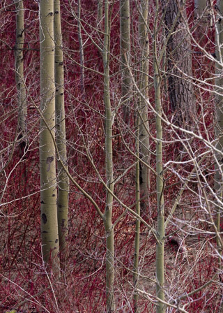 Young Poplars in Dogwood