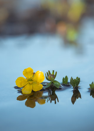 Buttercup Staying Afloat II