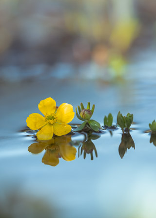 Buttercup Staying Afloat