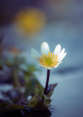 Small Marsh Marigold