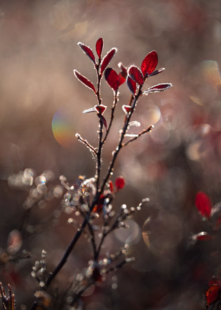 Frosty Blueberry Leaves