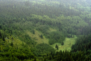 The Design of a Forest