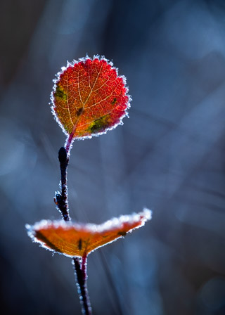 Frosted Fall Birch Leaf