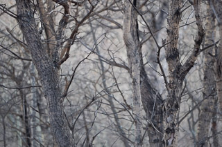 Old Grey Poplars