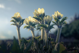 White Crocuses in the Sun