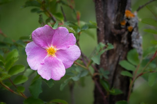 Wild Rose Wide Open