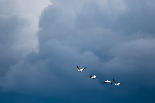 Bright Against a Spring Storm