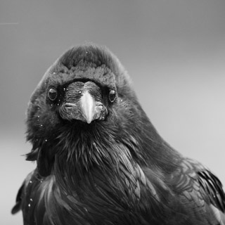 Raven Attention