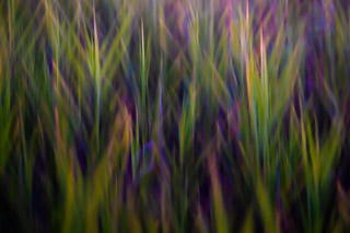 Evening Meadow Colors