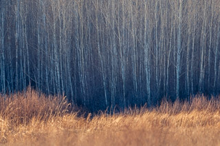 Sun and Shadow on Poplar-edged Meadow