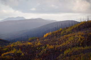 Fall Rain on the Renewed Forest