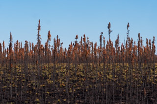 Fire-Abstracted Black Spruce