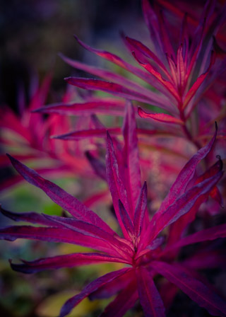 Flames of Fall