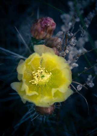 Prickly Pear Pollen