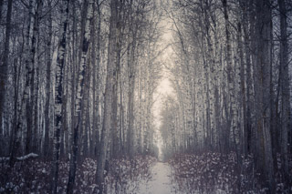 Aspen Forest Trail