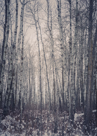 Moosey Poplars
